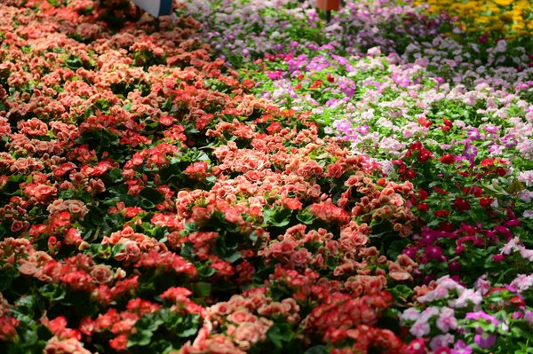 Créez une chambre zen pour un refuge relaxant et apaisant